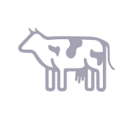 Illustration einer Kuh